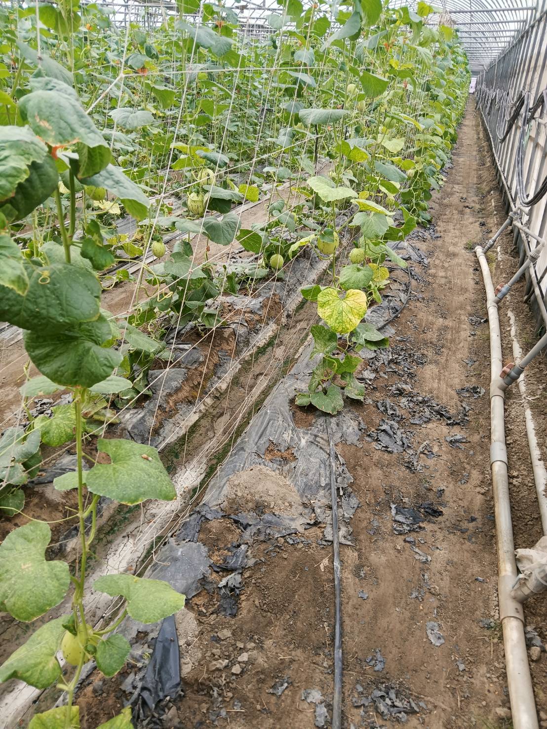 哈密瓜種植鋪設